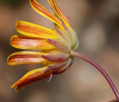 Euryops bolusii, photographed by Nicola van Berkel