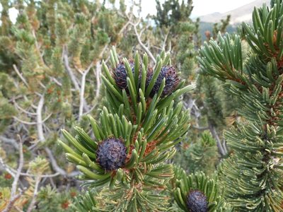 Pinus aristata, photographed by Alaina Krakowiak