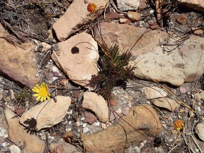 Euryops bolusii, photographed by Nicola van Berkel