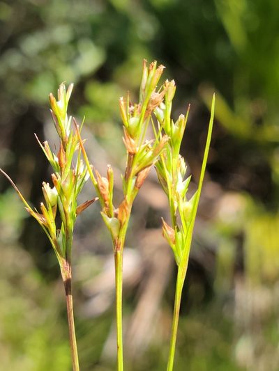 Scleria muehlenbergii, photographed by Jay Horn