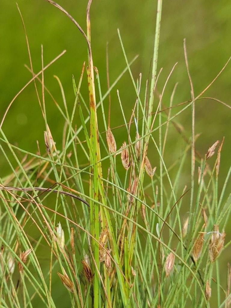 Eleocharis baldwinii, photographed by Jay Horn