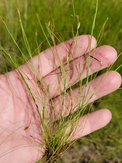 Eleocharis baldwinii, photographed by Jay Horn