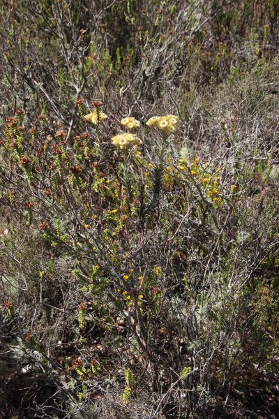 Achyranthemum mucronatum, photographed by Tony Rebelo