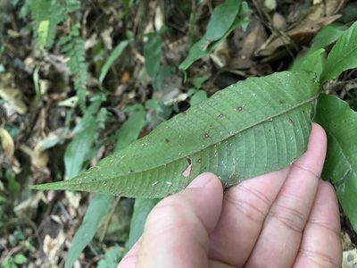 Grypothrix triphylla, photographed by 呂一起(Lyu yi-chi)