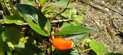 Seemannia sylvatica, photographed by Santiago Martín-Bravo
