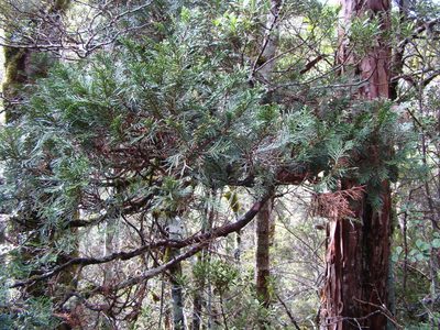 Libocedrus bidwillii, photographed by Lisa Bennett