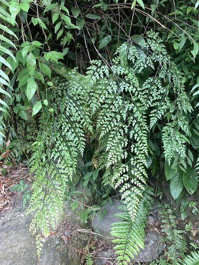 Asplenium pseudolaserpitiifolium, photographed by 呂一起(Lyu yi-chi)