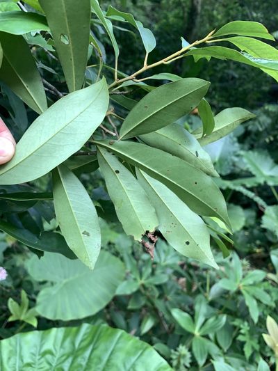 Magnolia compressa, photographed by 呂一起(Lyu yi-chi)