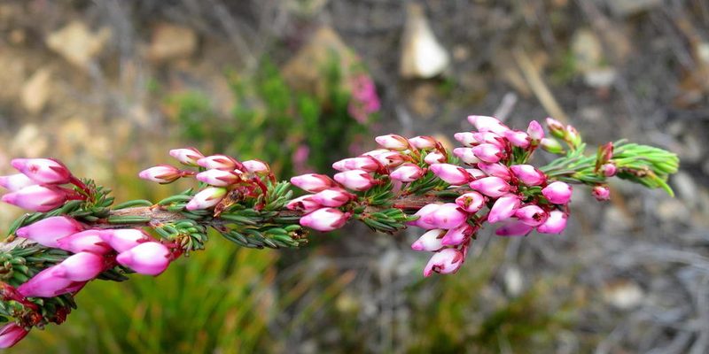 Erica toringbergensis, photographed by Di Turner
