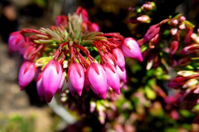Erica toringbergensis, photographed by Di Turner