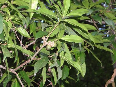 Lithocarpus hancei, photographed by 呂一起(Lyu yi-chi)