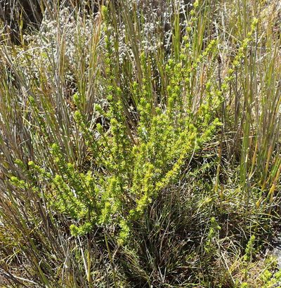 Cliffortia montana, photographed by Nicola van Berkel