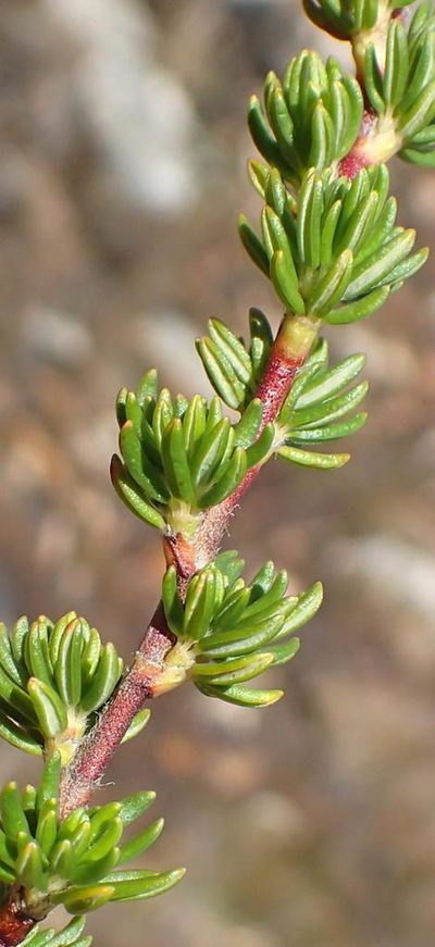 Cliffortia montana, photographed by Nicola van Berkel