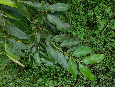 Syzygium cumini, photographed by juniem