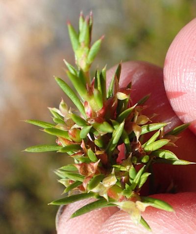 Cliffortia neglecta, photographed by Nicola van Berkel