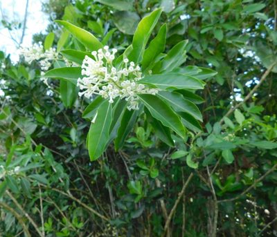 Cestrum diurnum, photographed by juniem