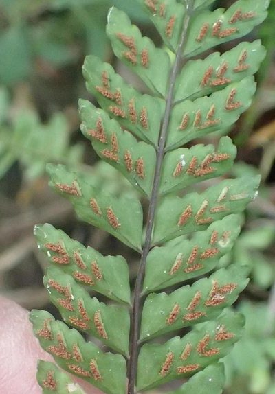 Asplenium lunulatum, photographed by Nicola van Berkel