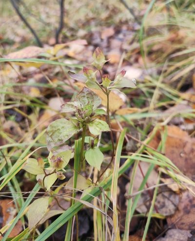 Halenia corniculata, photographed by Юлия