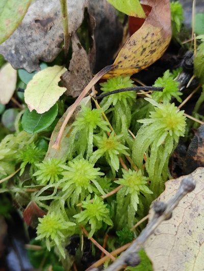 Sphagnum russowii, photographed by Юлия