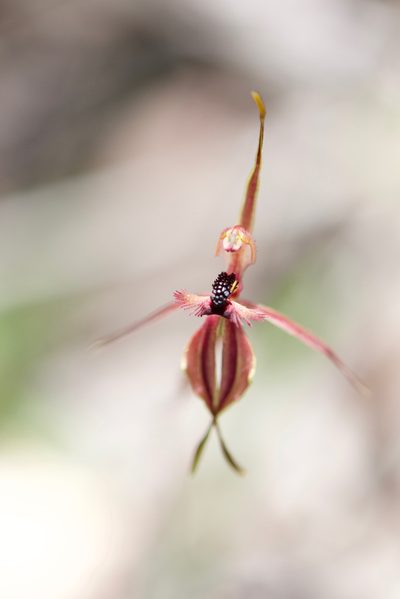 Caladenia plicata, photographed by Ruth Clark
