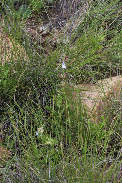 Salvia repens, photographed by Tony Rebelo