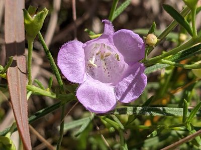 Agalinis aspera