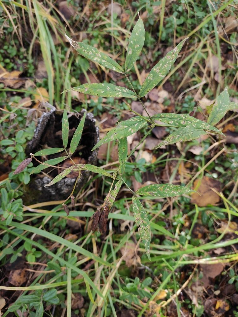 Vicia venosa, photographed by Юлия