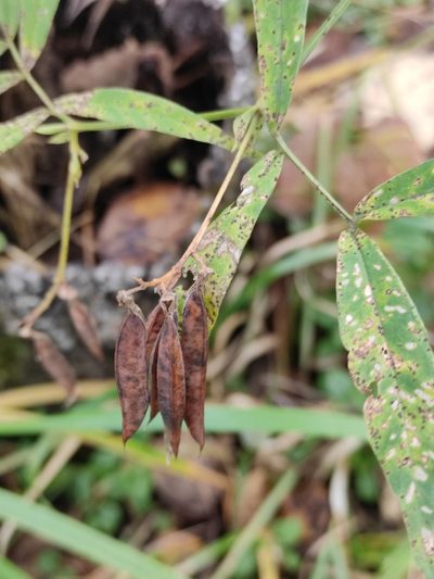 Vicia venosa, photographed by Юлия