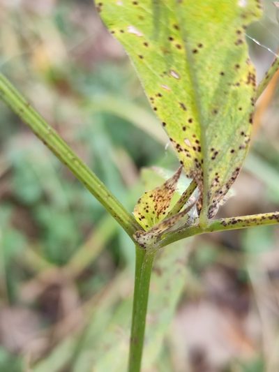 Vicia venosa, photographed by Юлия