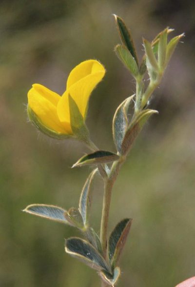 Argyrolobium collinum, photographed by Tony Rebelo