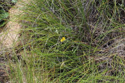 Argyrolobium collinum, photographed by Tony Rebelo