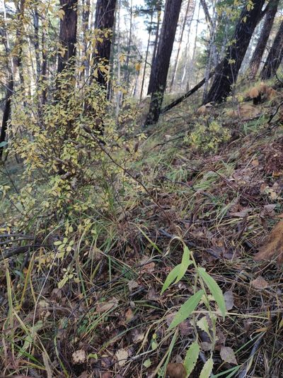 Saussurea parviflora, photographed by Юлия