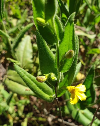Goodenia amplexans, photographed by Rosalie Lawrence