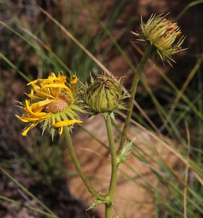 Berkheya discolor, photographed by Tony Rebelo