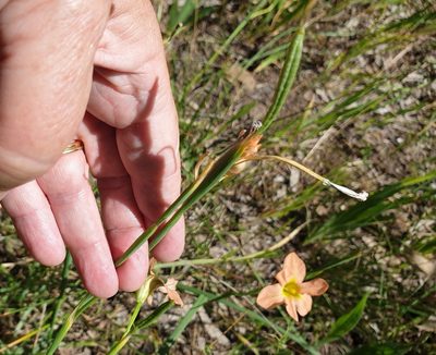 Moraea flaccida, photographed by Rosalie Lawrence