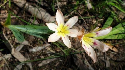 Sparaxis bulbifera, photographed by Rosalie Lawrence