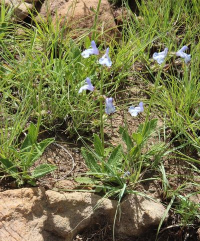 Salvia repens, photographed by Tony Rebelo