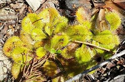 Drosera whittakeri, photographed by Rosalie Lawrence