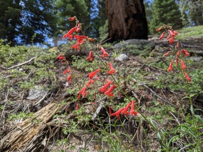 Penstemon rostriflorus, photographed by Zac Peterson