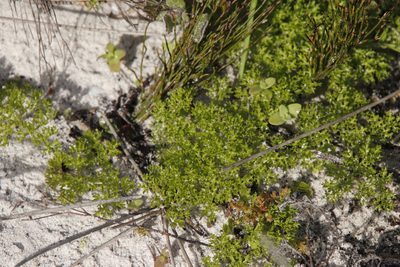 Annesorhiza macrocarpa, photographed by Tony Rebelo