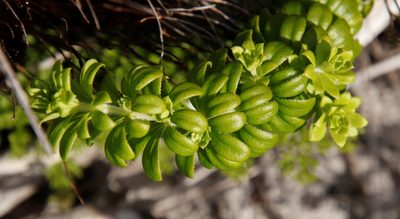 Galium tomentosum, photographed by Tony Rebelo