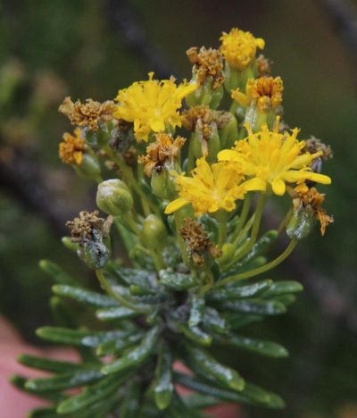 Euryops annae, photographed by Tony Rebelo