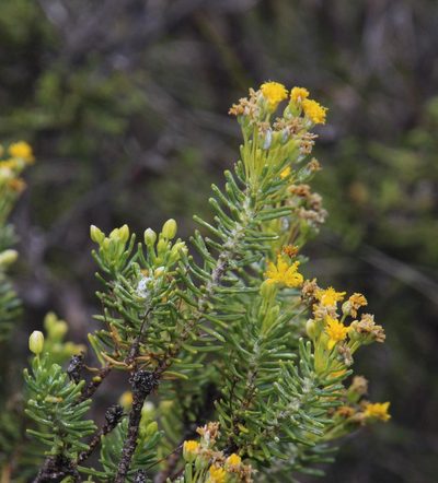 Euryops annae, photographed by Tony Rebelo