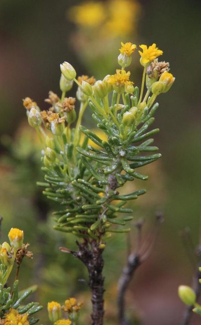 Euryops annae, photographed by Tony Rebelo