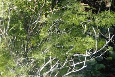 Asparagus macowanii, photographed by Nicola van Berkel