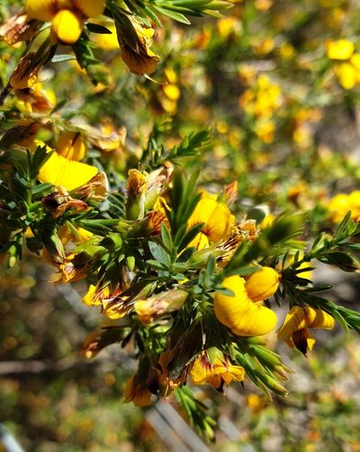 Eutaxia diffusa, photographed by Rosalie Lawrence