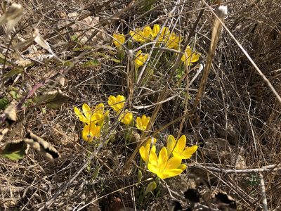 Sternbergia lutea, photographed by Pavel Kacl