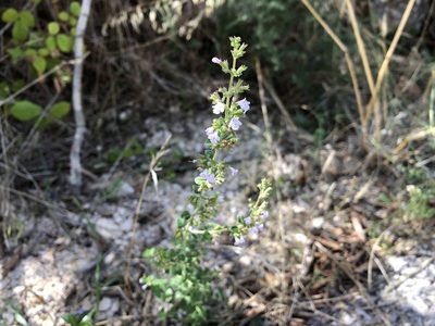 Clinopodium nepeta, photographed by Pavel Kacl