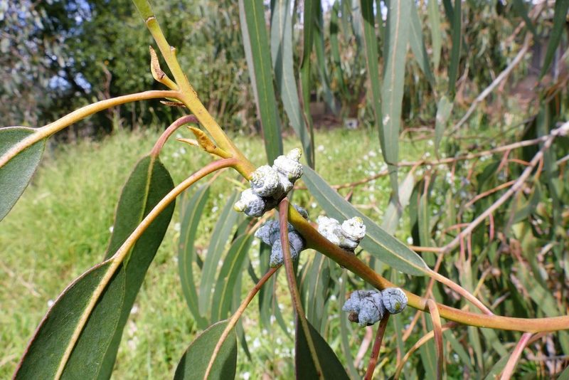 Eucalyptus bicostata, photographed by John Cull