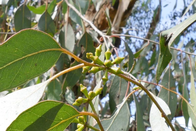 Eucalyptus ovata, photographed by John Cull
